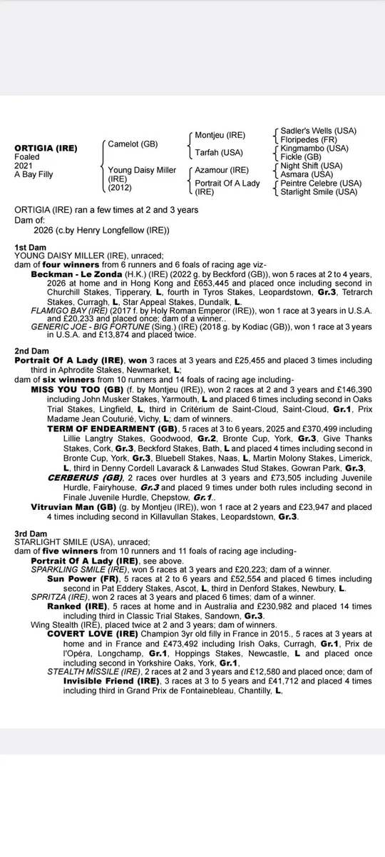 Camelot Thoroughbred Mare - Image 4