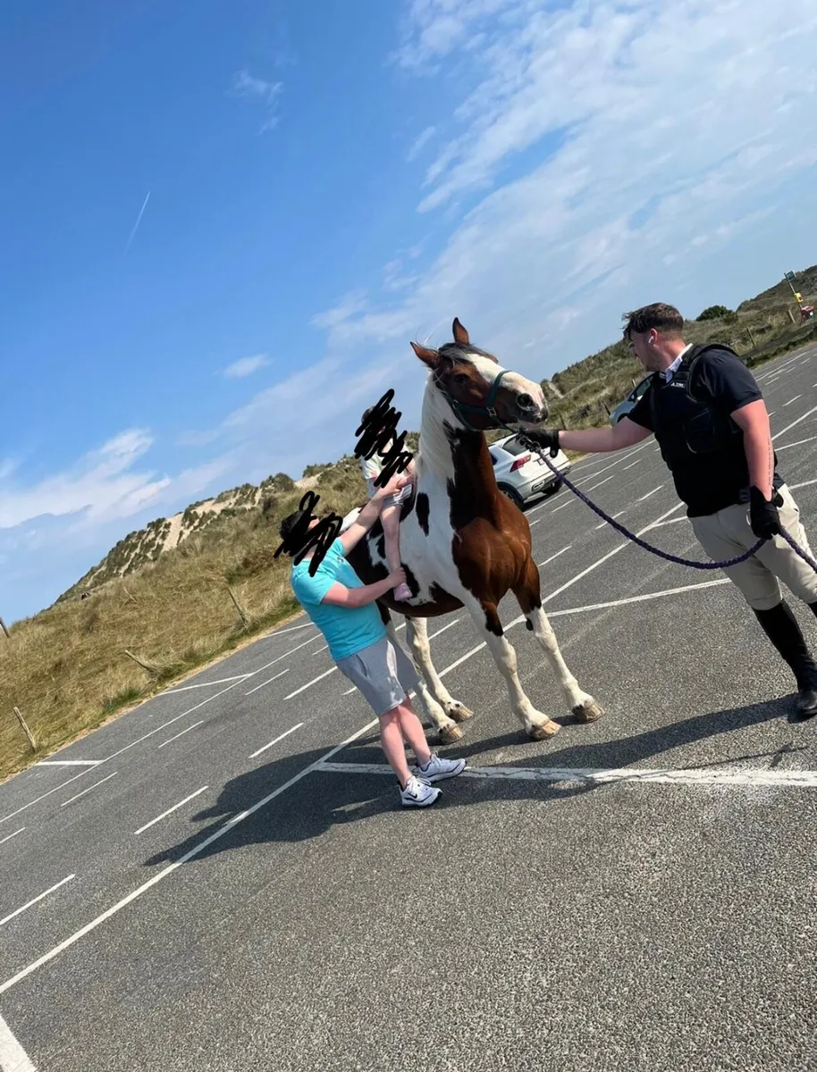 Horse - Image 2