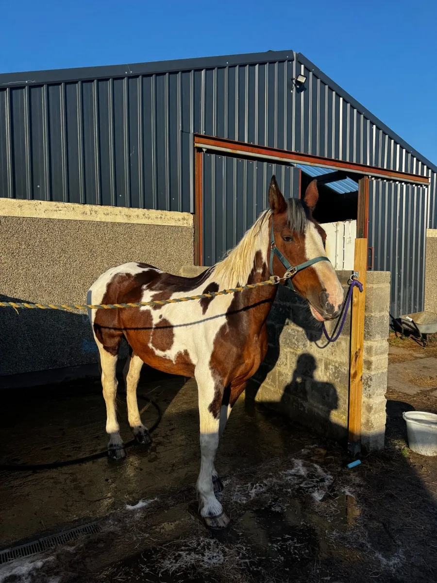 Horse - Image 3