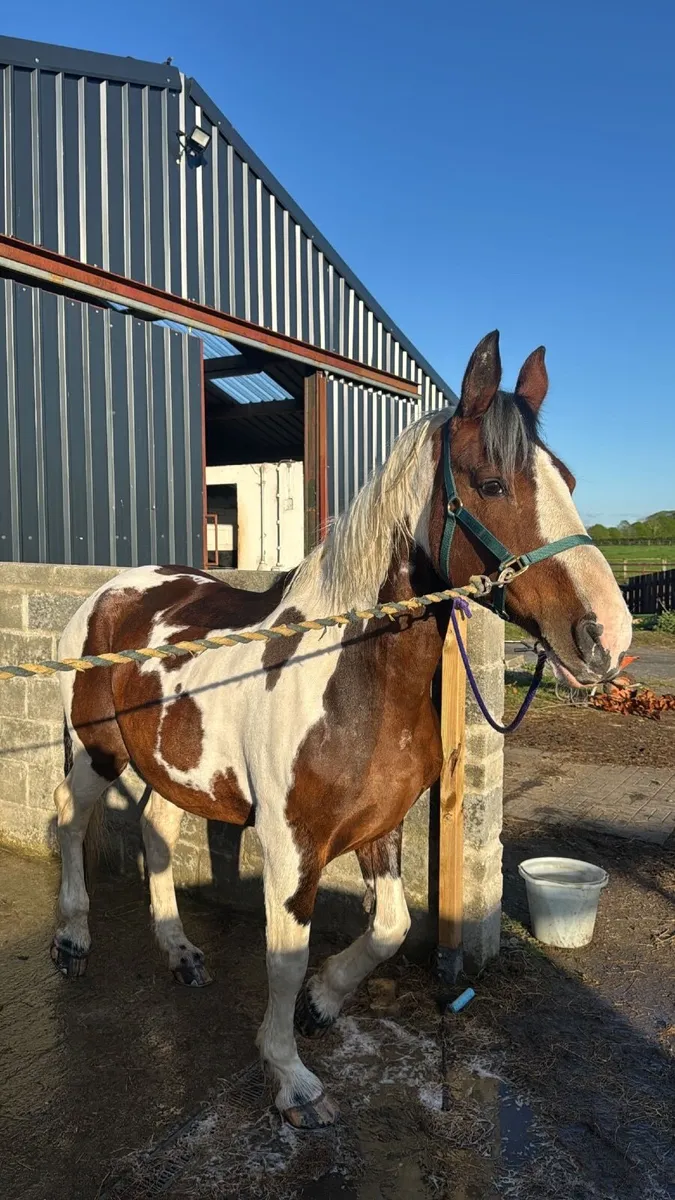 Horse - Image 1