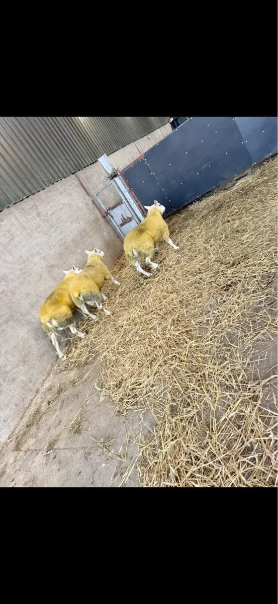 Texels rams - Image 2