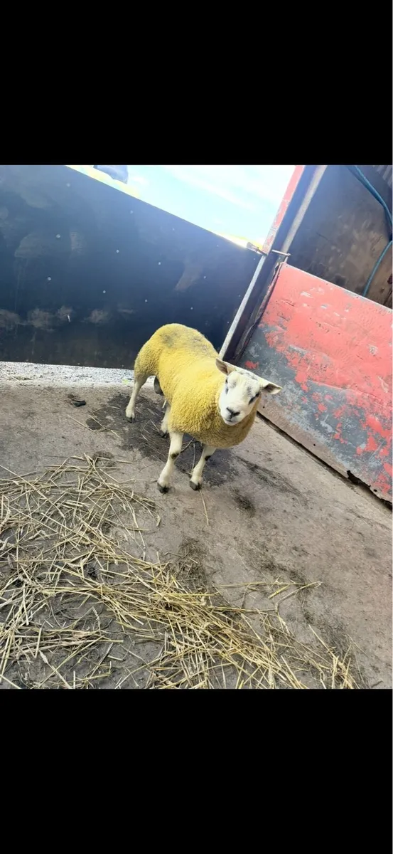 Texels rams - Image 3