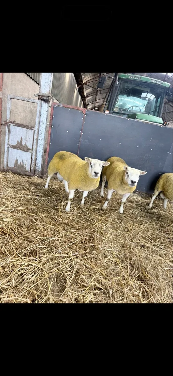 Texels rams - Image 1