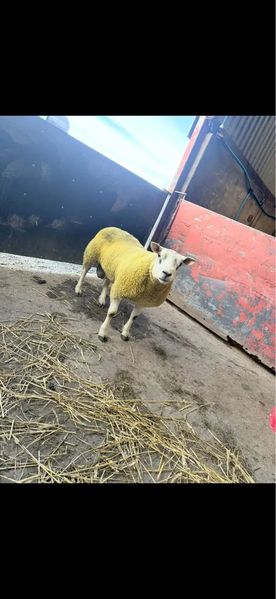 Texels rams - Image 4