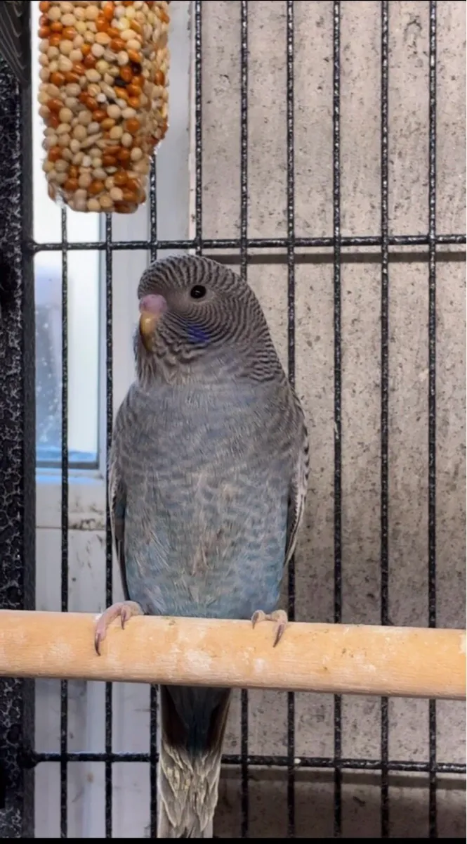Bf/bw budgies - Image 1