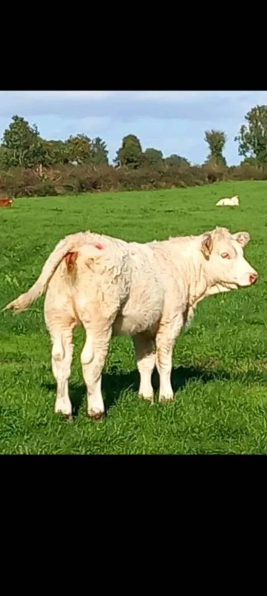 SUPER Pedigree charolai heifer 🤩 - Image 2