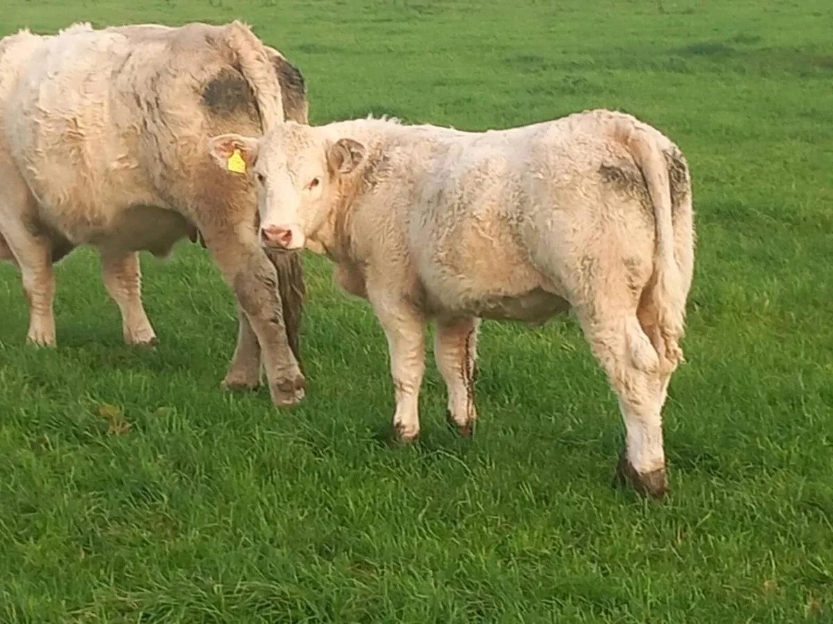 SUPER Pedigree charolai heifer 🤩 - Image 3