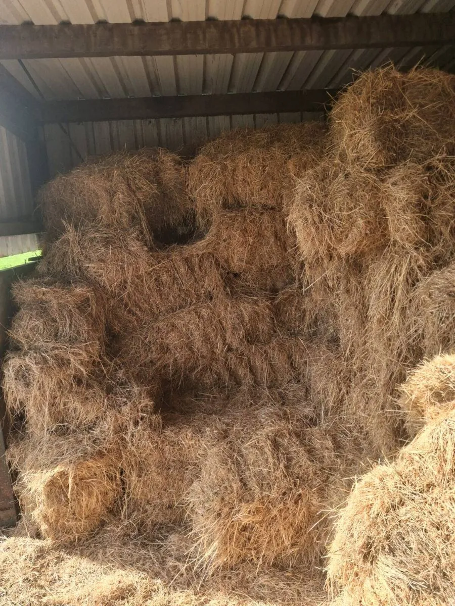 Organic Hay - Image 2