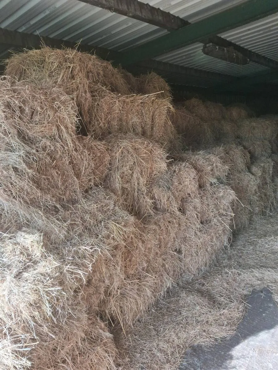 Organic Hay - Image 3