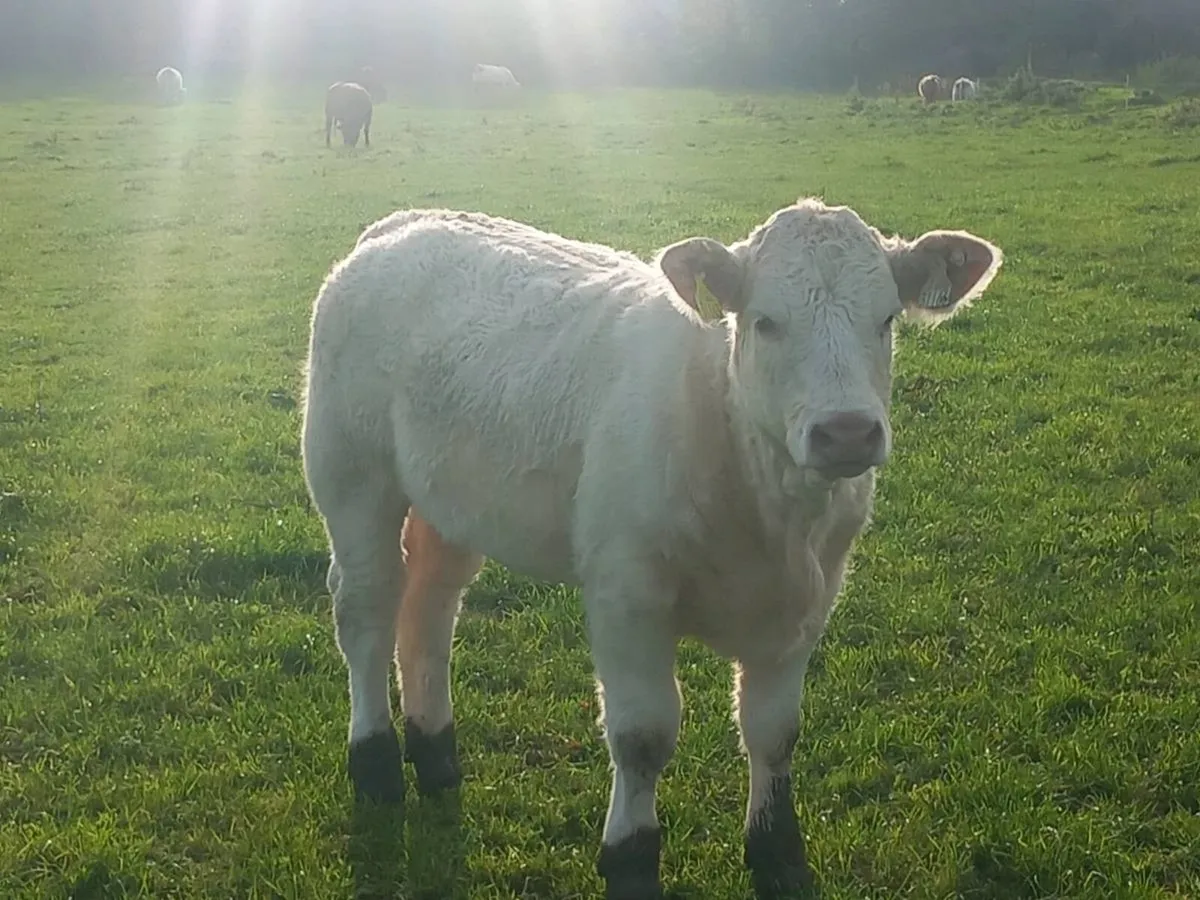 SUPER Pedigree charolai heifer 🤩 - Image 4