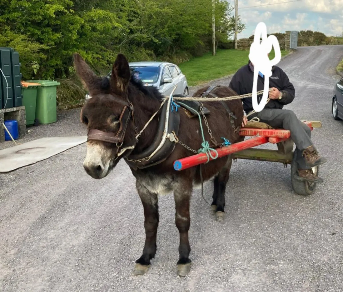 Mare donkey - Image 1