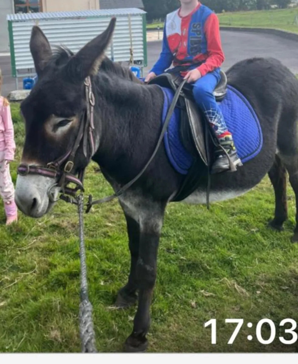 Mare donkey - Image 4