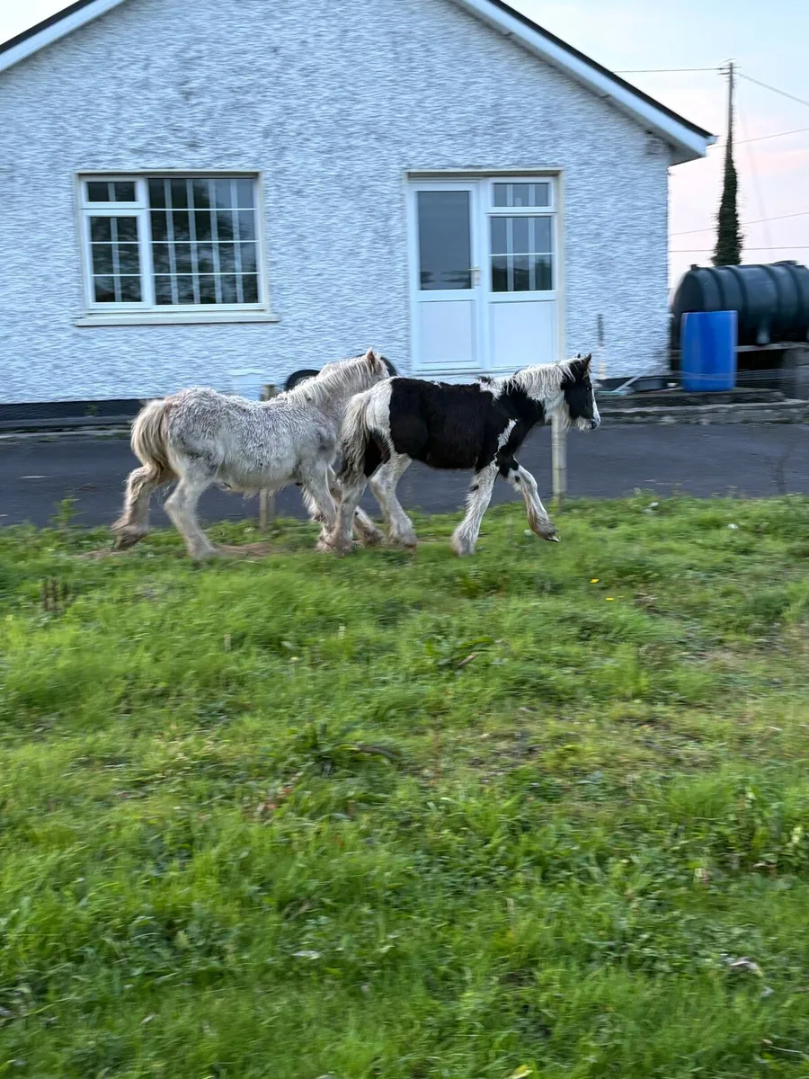 Foals - Image 2
