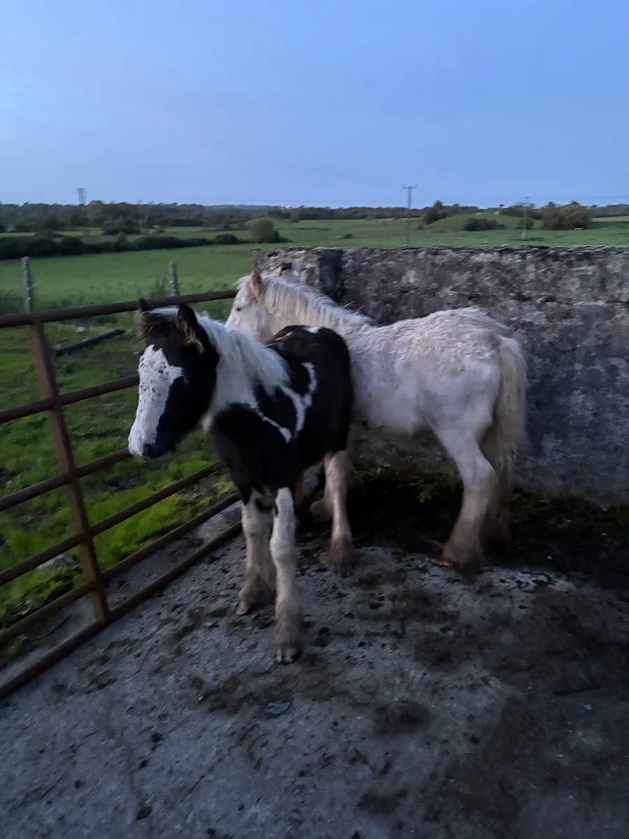 Foals - Image 4