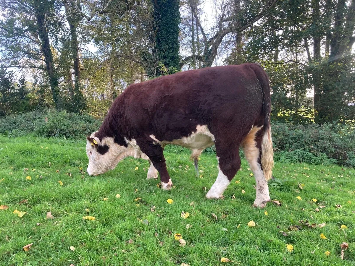 Hereford Bull - Image 1