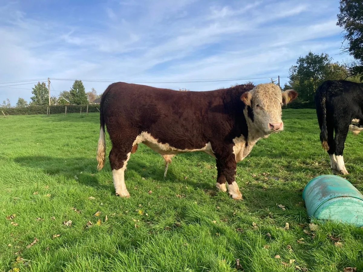 Hereford Bull - Image 2