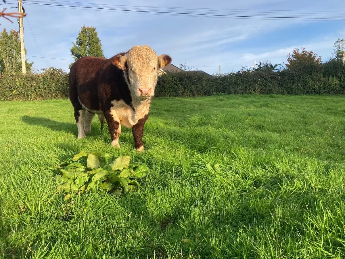 Hereford Bull - Image 3