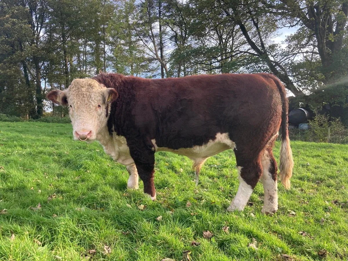 Hereford Bull - Image 4