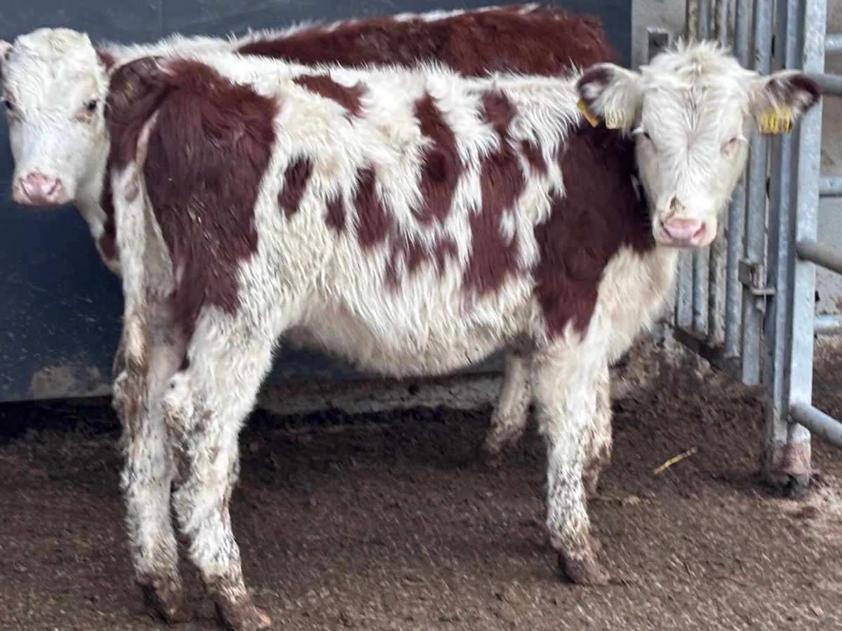 18 smashing Hereford & angus Weanling heifers for - Image 1