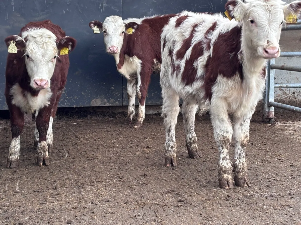 18 smashing Hereford & angus Weanling heifers for - Image 4