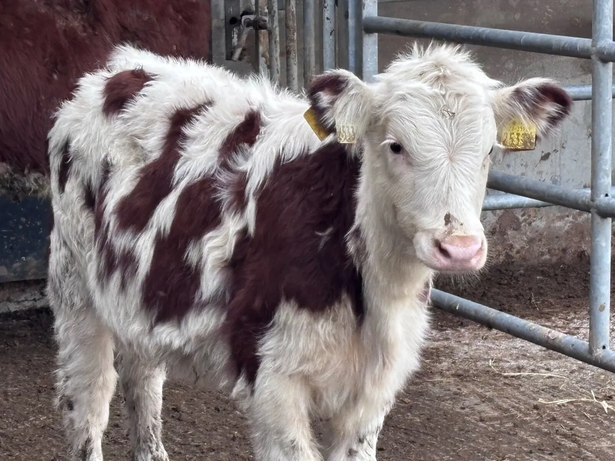 18 smashing Hereford & angus Weanling heifers for - Image 2
