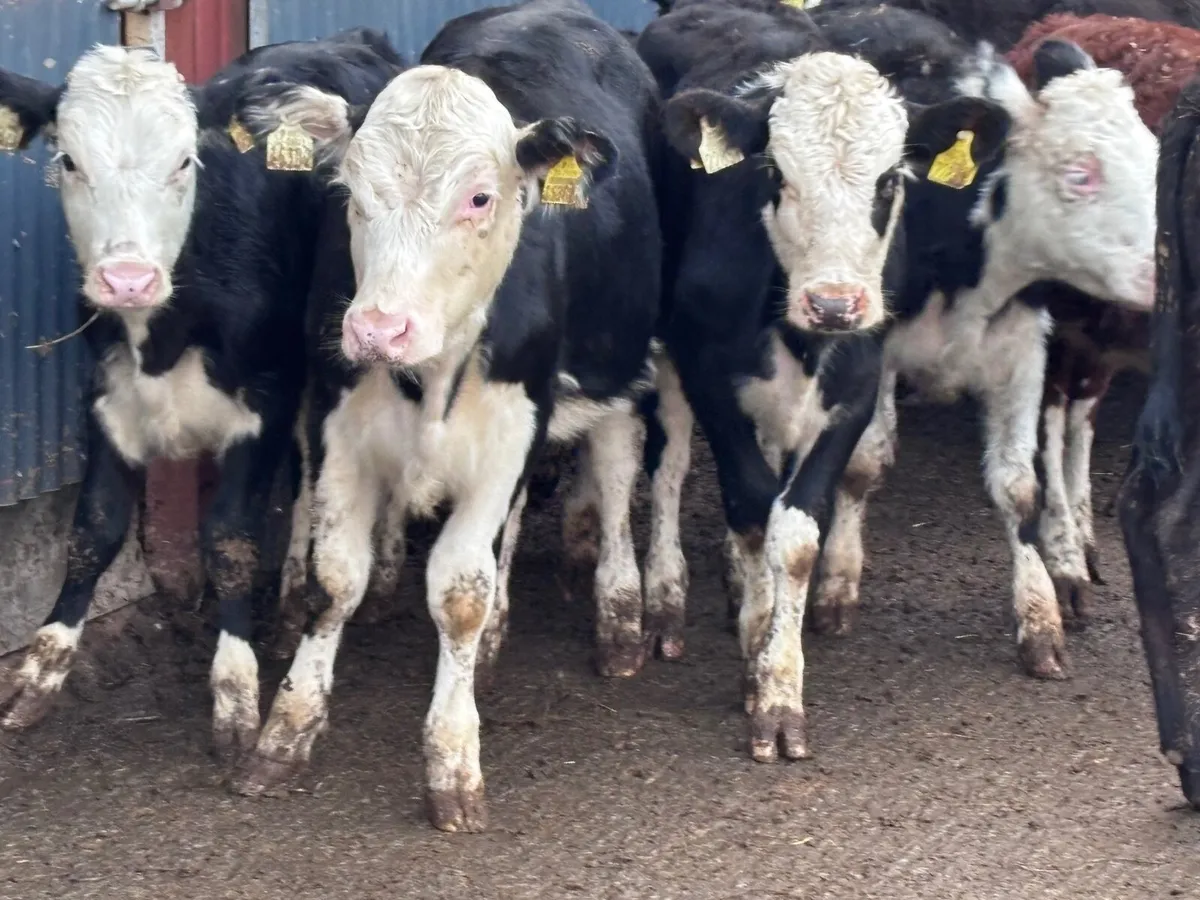 18 smashing Hereford & angus Weanling heifers for - Image 3