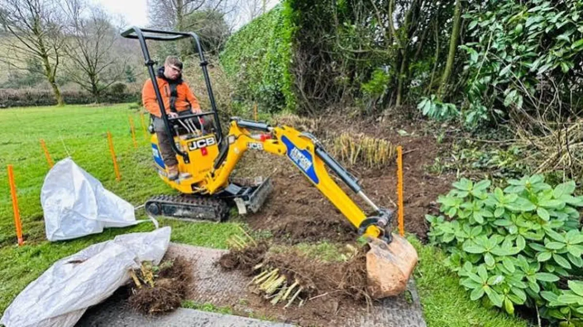bamboo removal service - Image 4