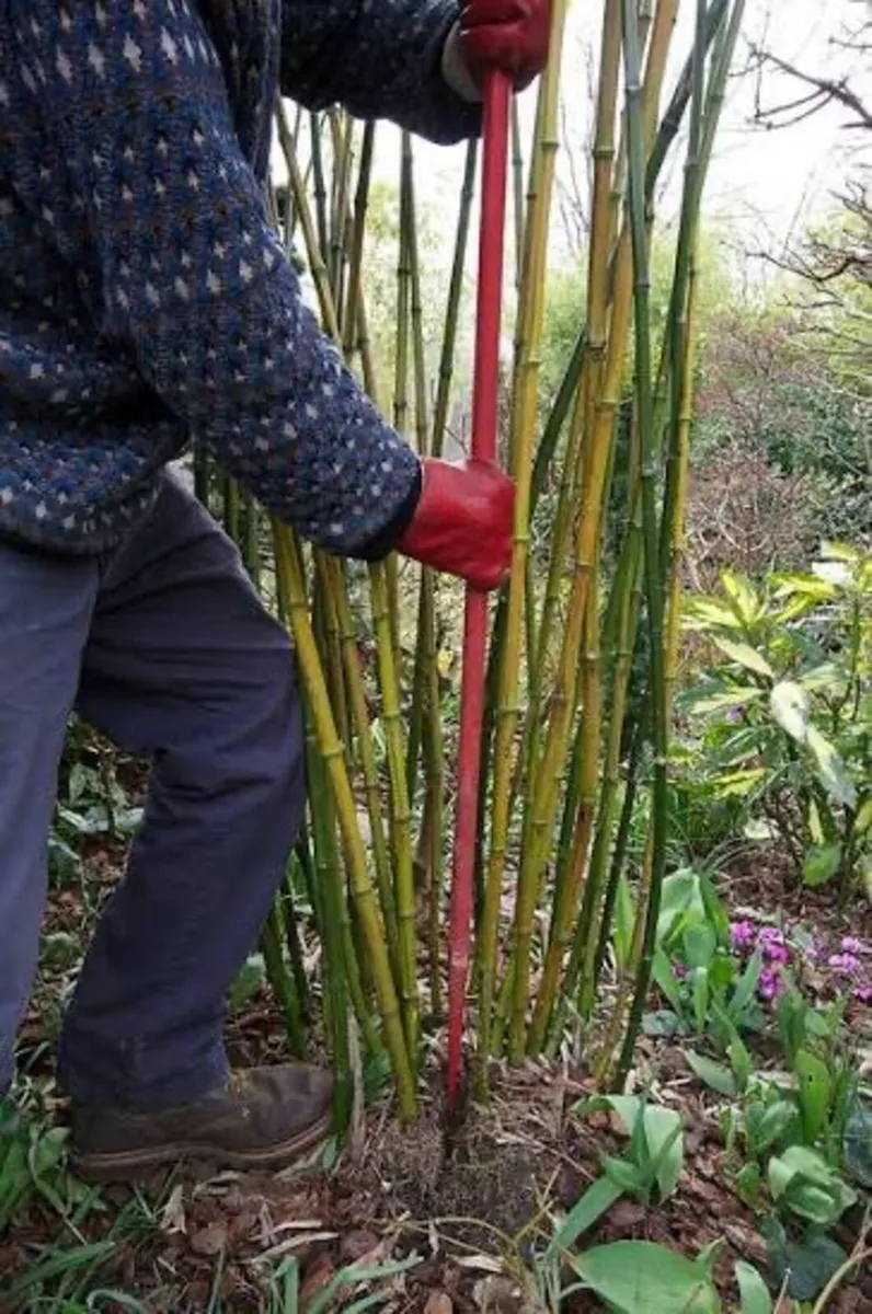 bamboo removal service - Image 2