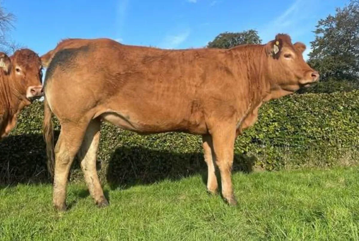 Pedigree Online sale 16th-19th October - Image 3