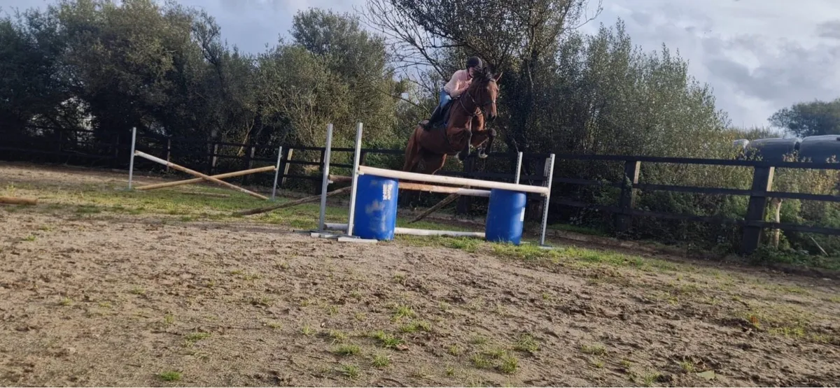 16.1hh 5 year old ISH Filly Lot 22 MKerry Sales - Image 2