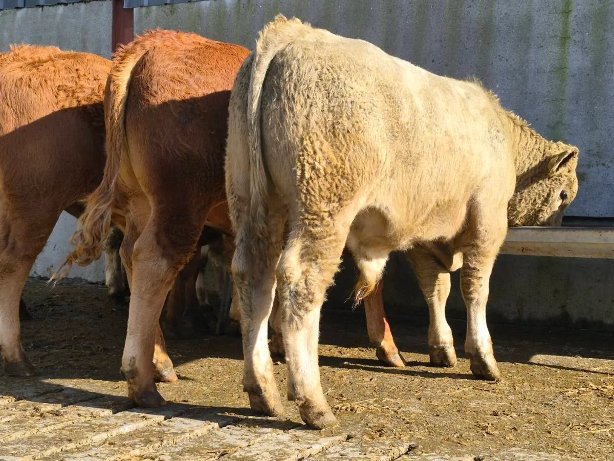 10 Super Weanling Bullocks - Image 1