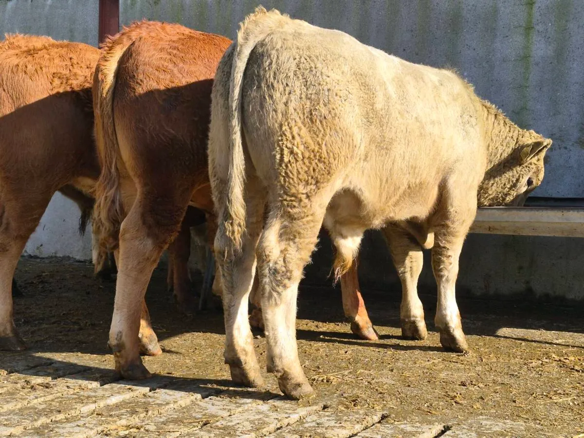 10 Super Weanling Bullocks - Image 2