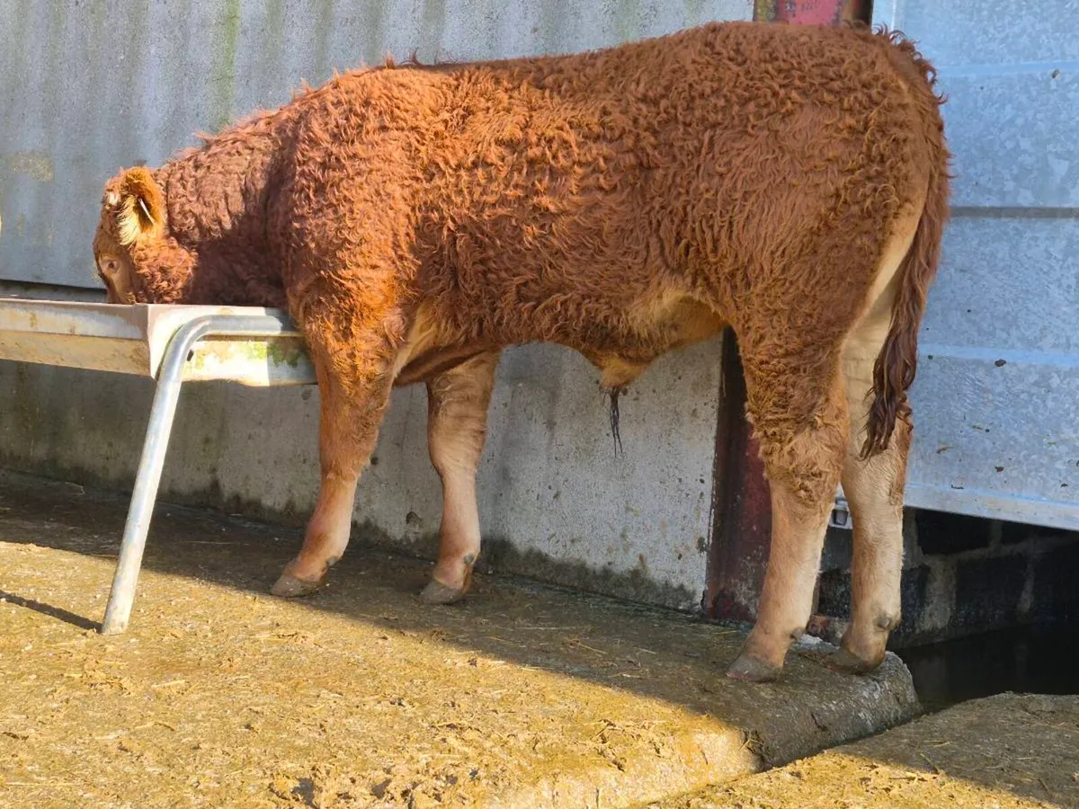10 Super Weanling Bullocks - Image 3