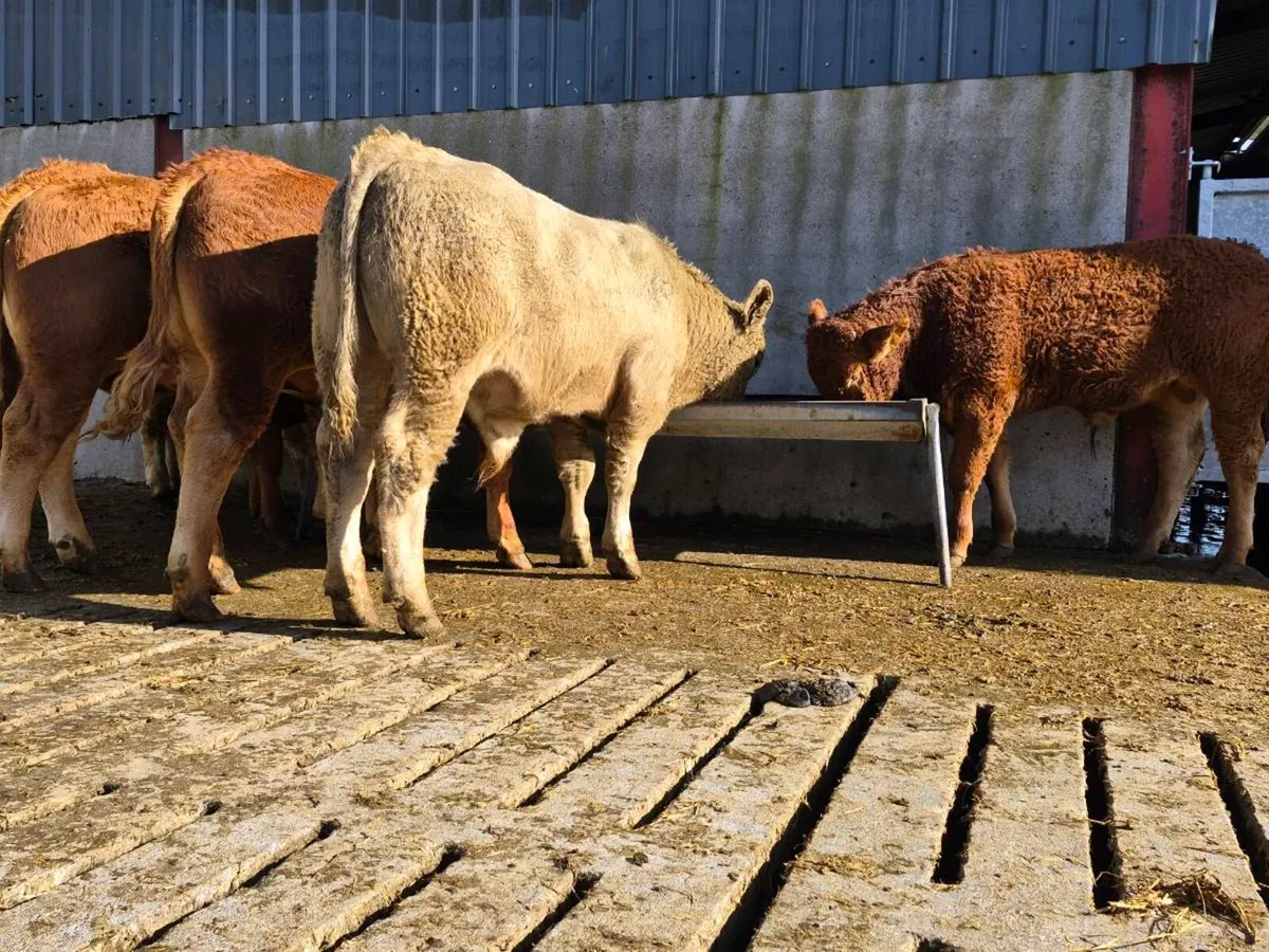 10 Super Weanling Bullocks - Image 4
