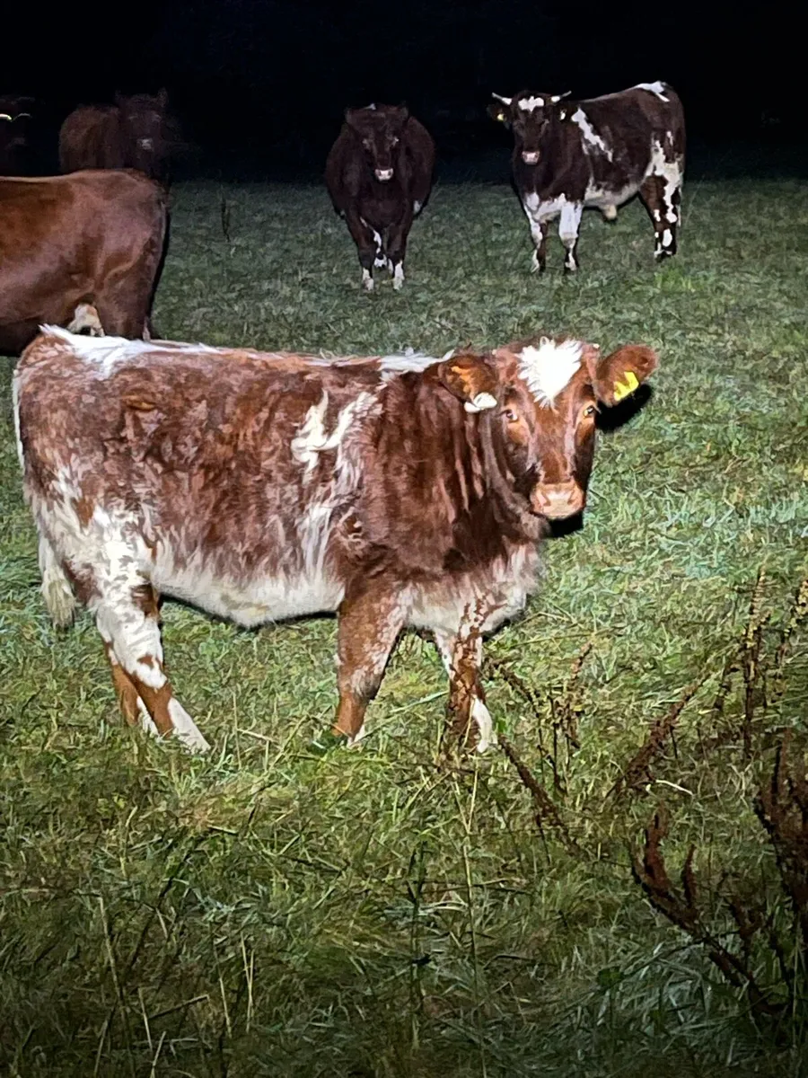 Organic weanling heifers - Image 2