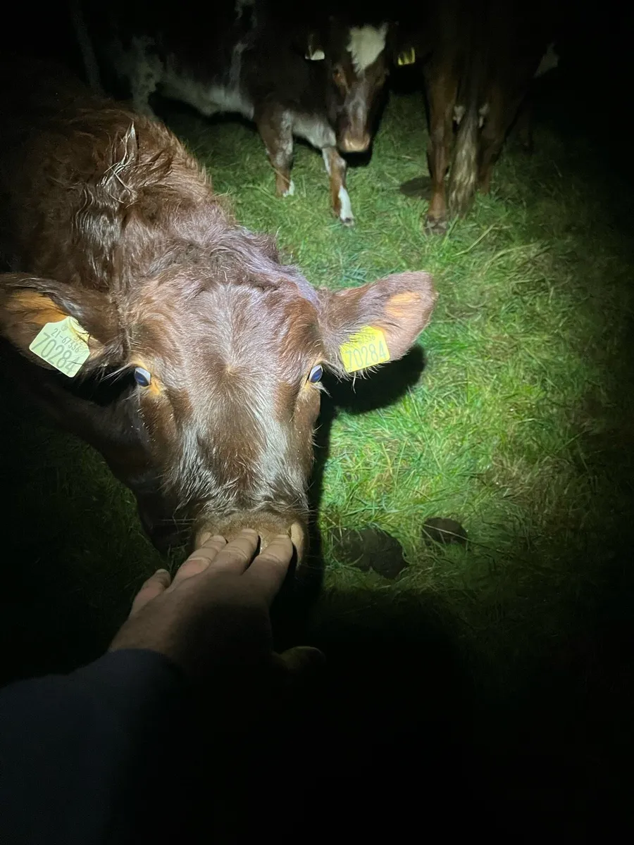 Organic weanling heifers - Image 4