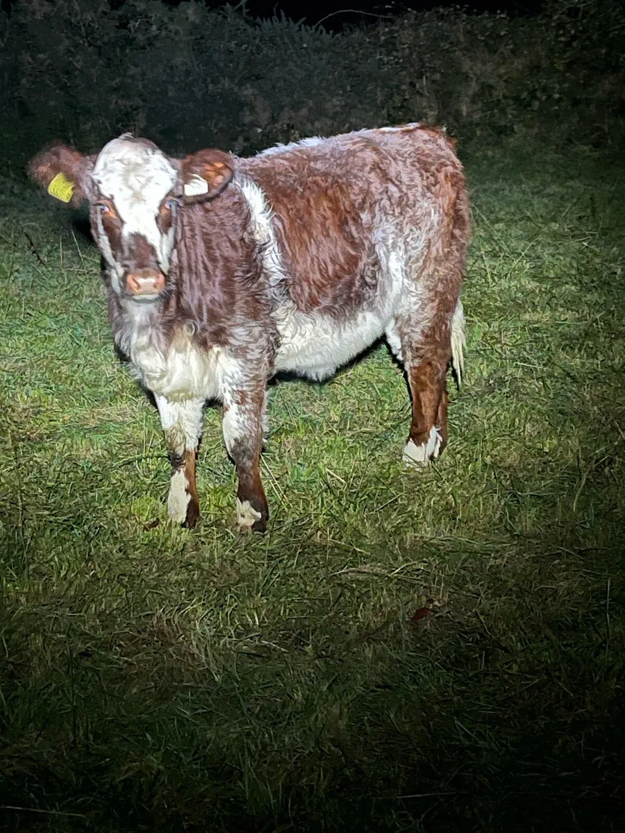 Organic weanling heifers - Image 3