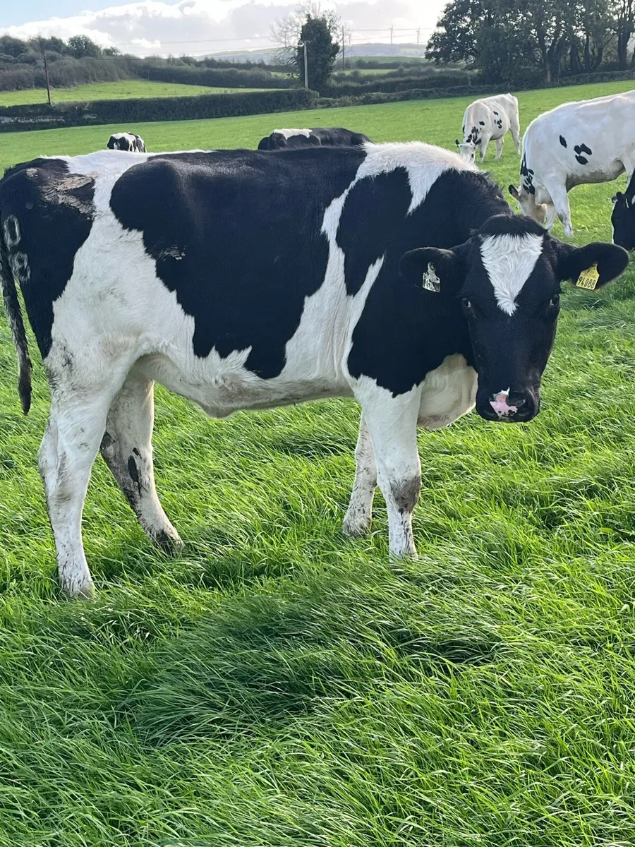 27 incalf heifers - Image 3