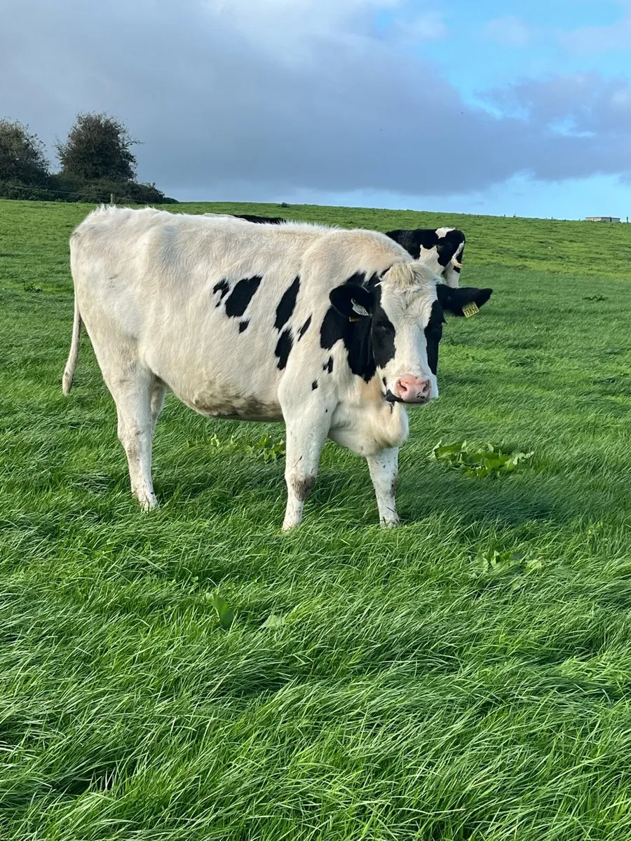 27 incalf heifers - Image 2