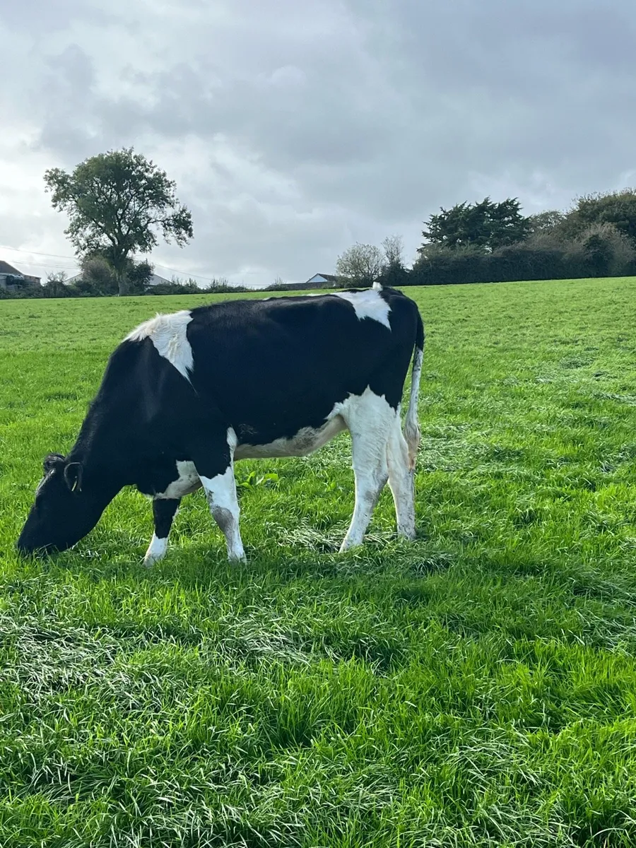27 incalf heifers - Image 4