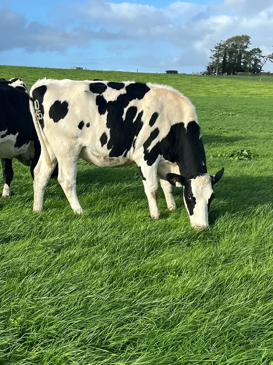27 incalf heifers - Image 1