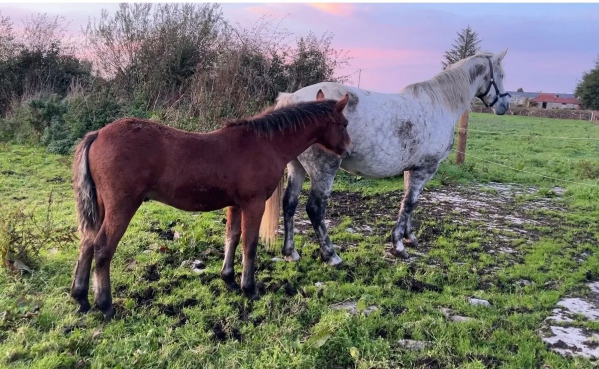 Connemara Colt foal - Image 2