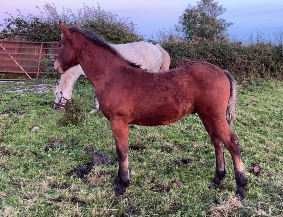 Connemara Colt foal - Image 3