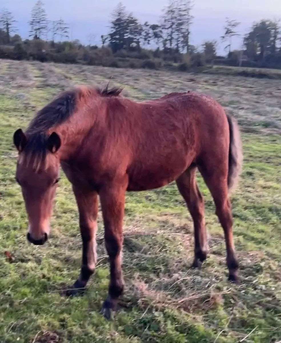 Connemara Colt foal - Image 4