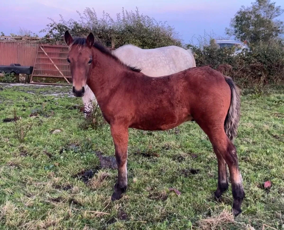Connemara Colt foal - Image 1