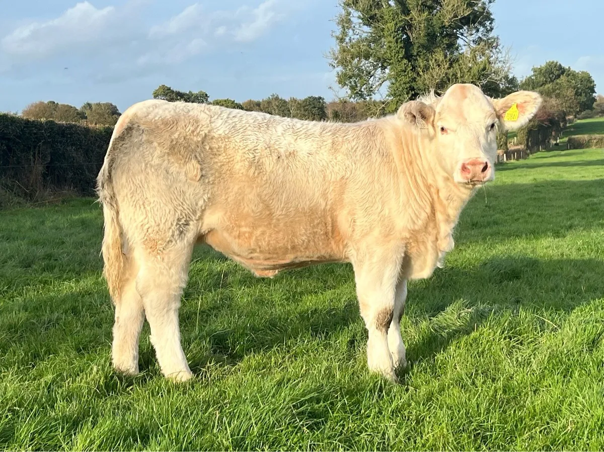 Exceptional Pedigree Charolais weanling heifer - Image 1