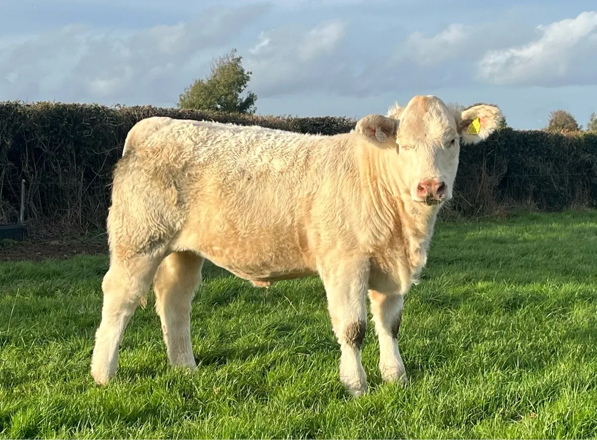 Exceptional Pedigree Charolais weanling heifer - Image 2