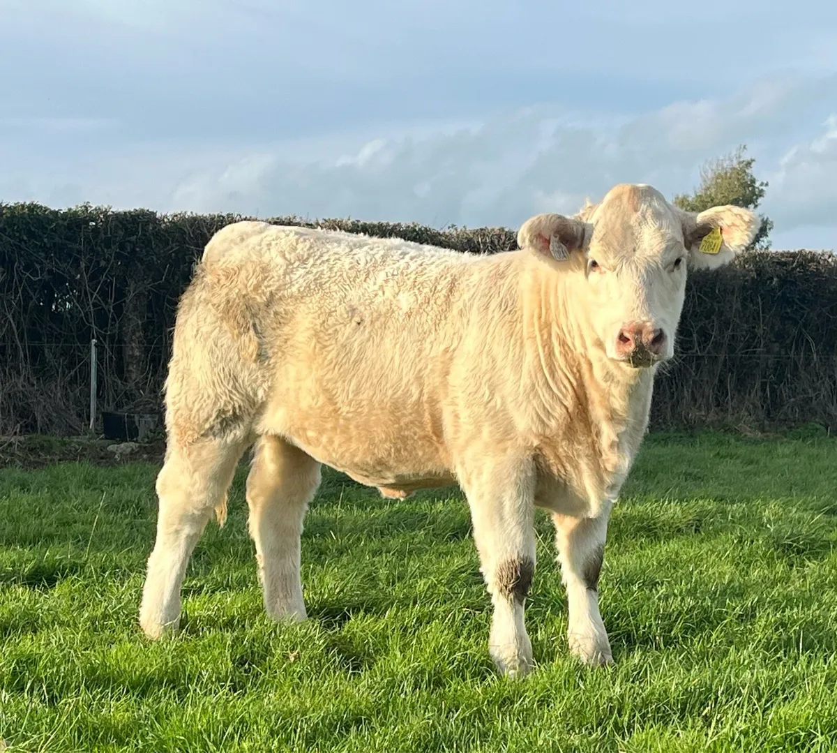 Exceptional Pedigree Charolais weanling heifer - Image 3