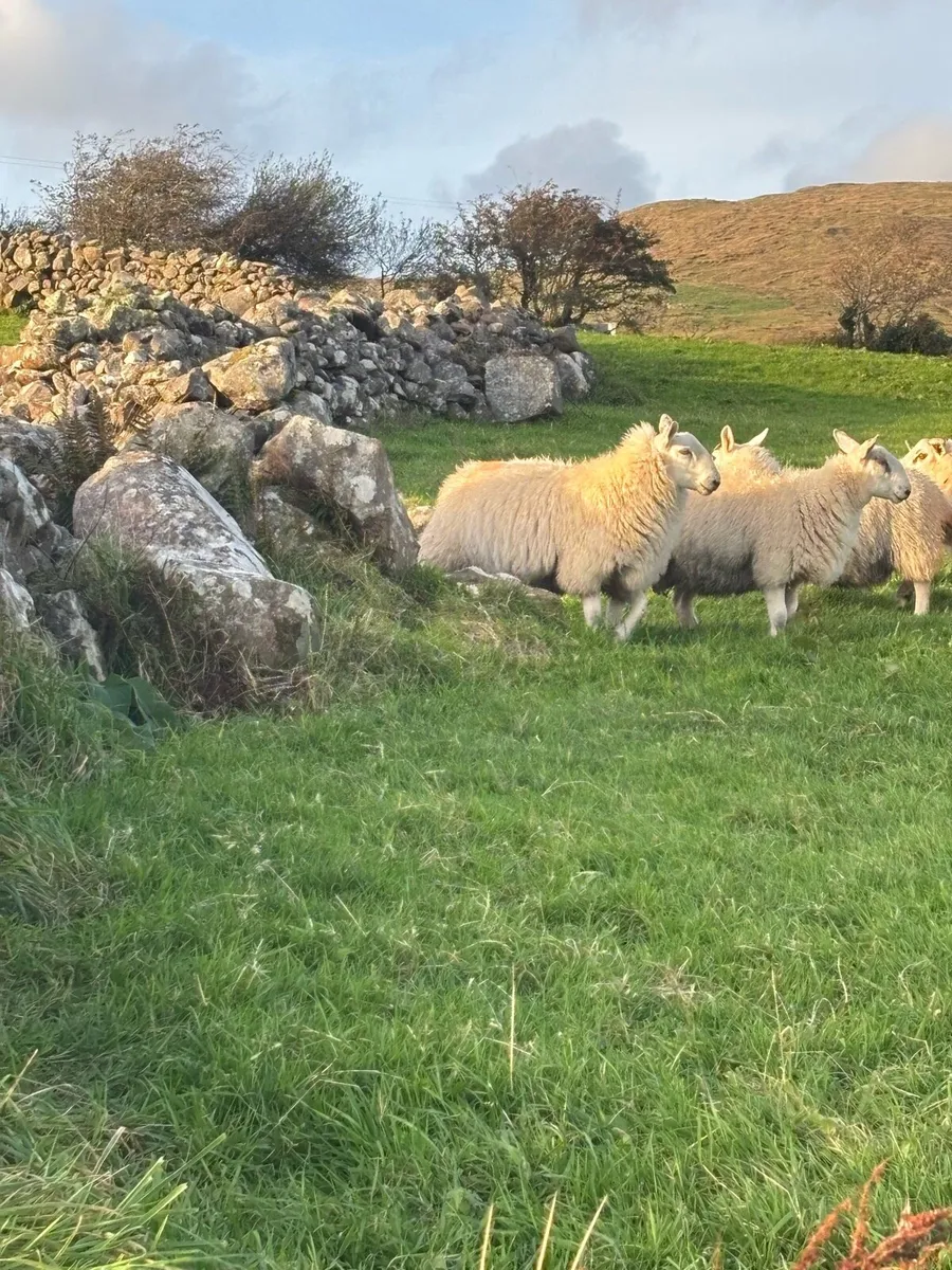North county Cheviot cross ram lambs - Image 3