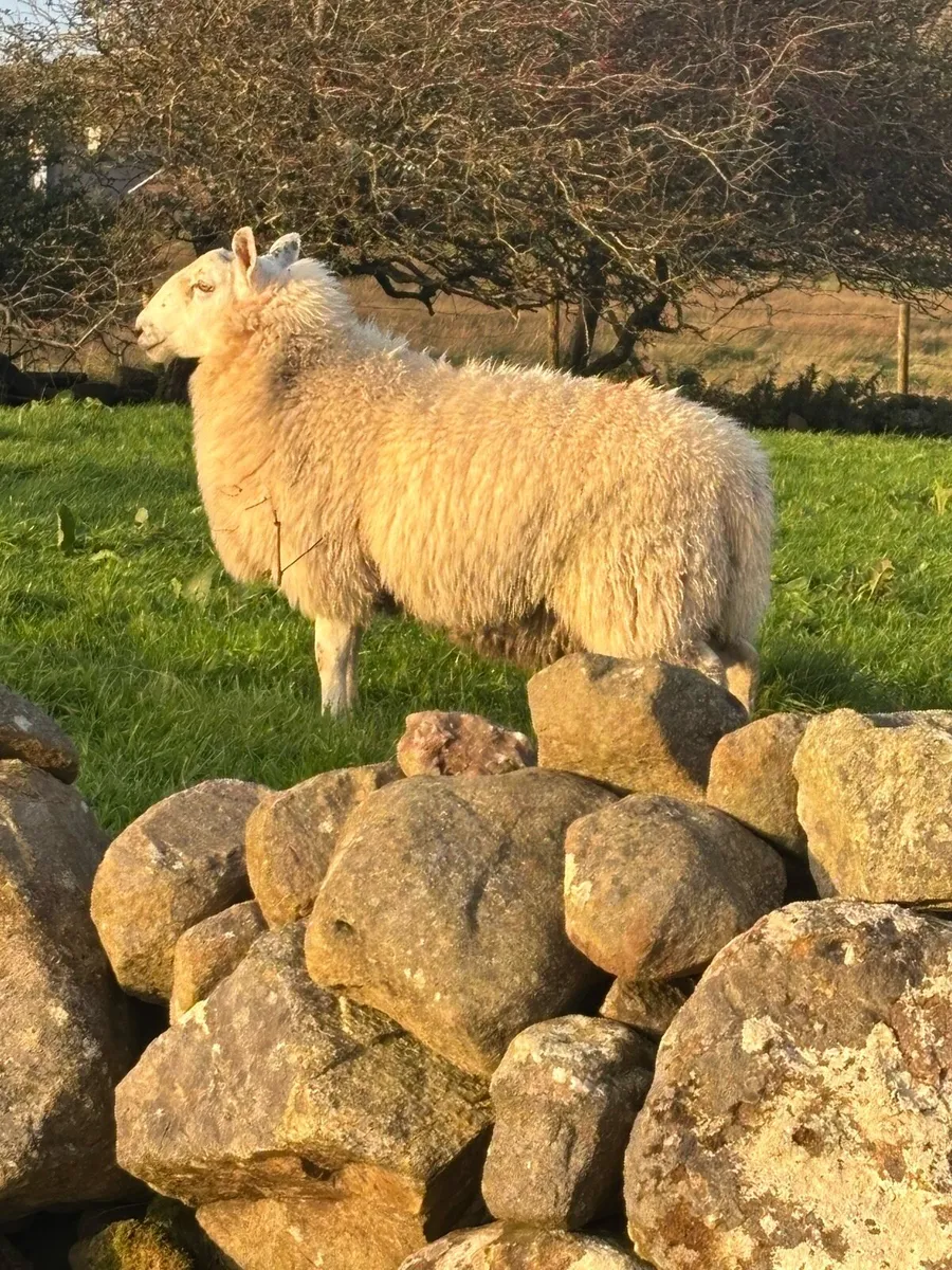 North county Cheviot cross ram lambs - Image 4